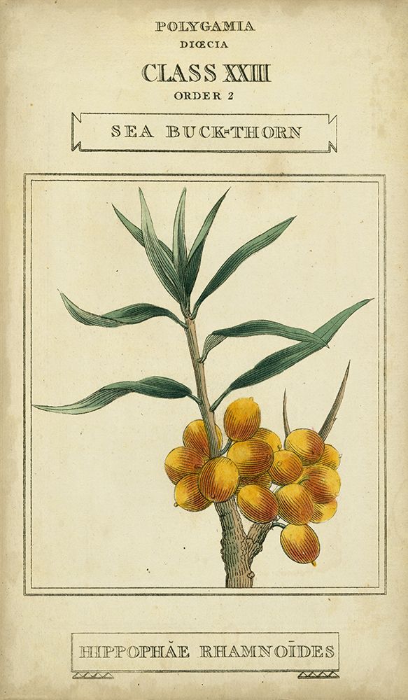 Linnaean Botany III