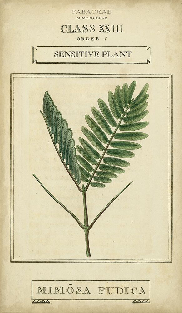 Linnaean Botany IV