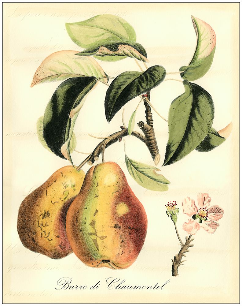 Printed Tuscan Fruits IV