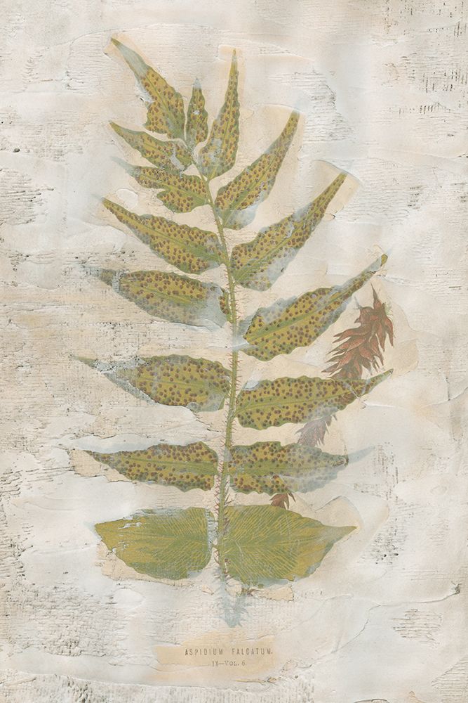 Fern Fresco III