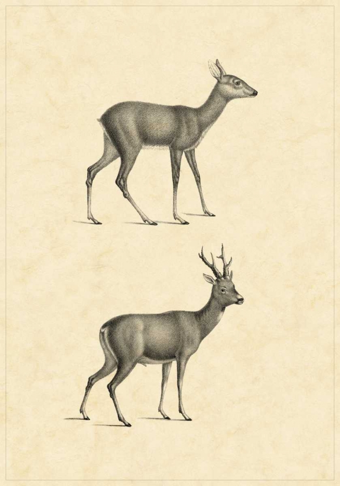 Vintage Deer I
