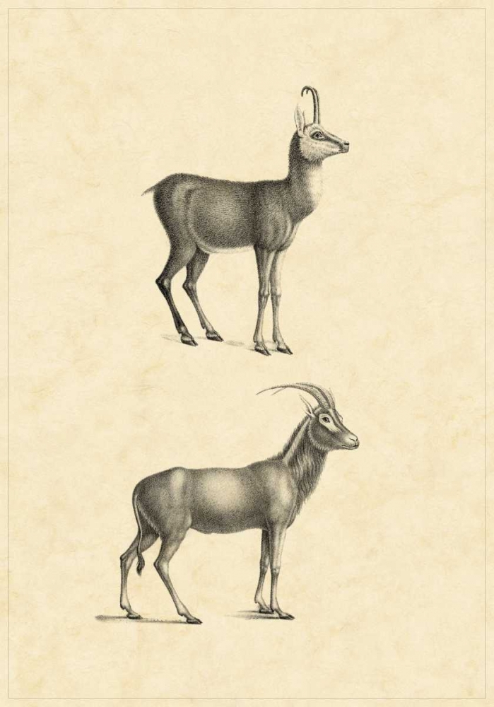 Vintage Antelope