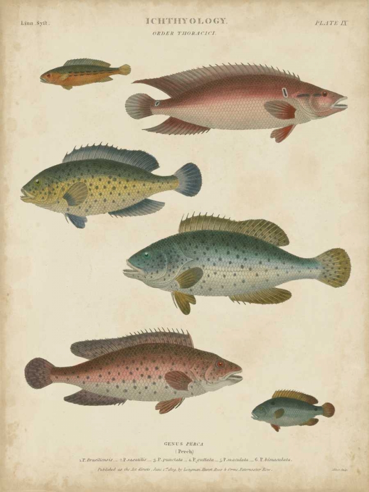 Non-Embellished Ichthyology I