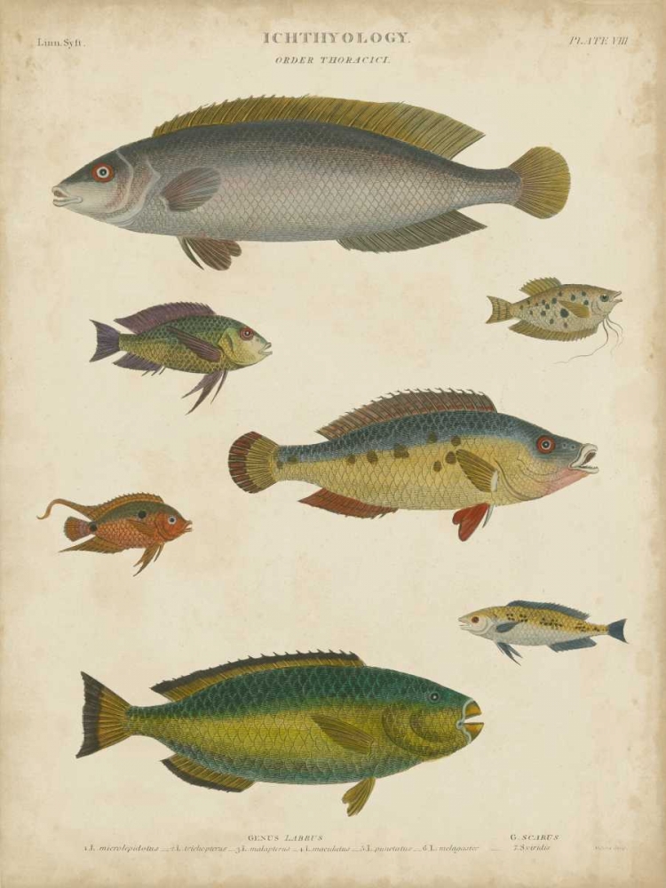 Non-Embellished Ichthyology II