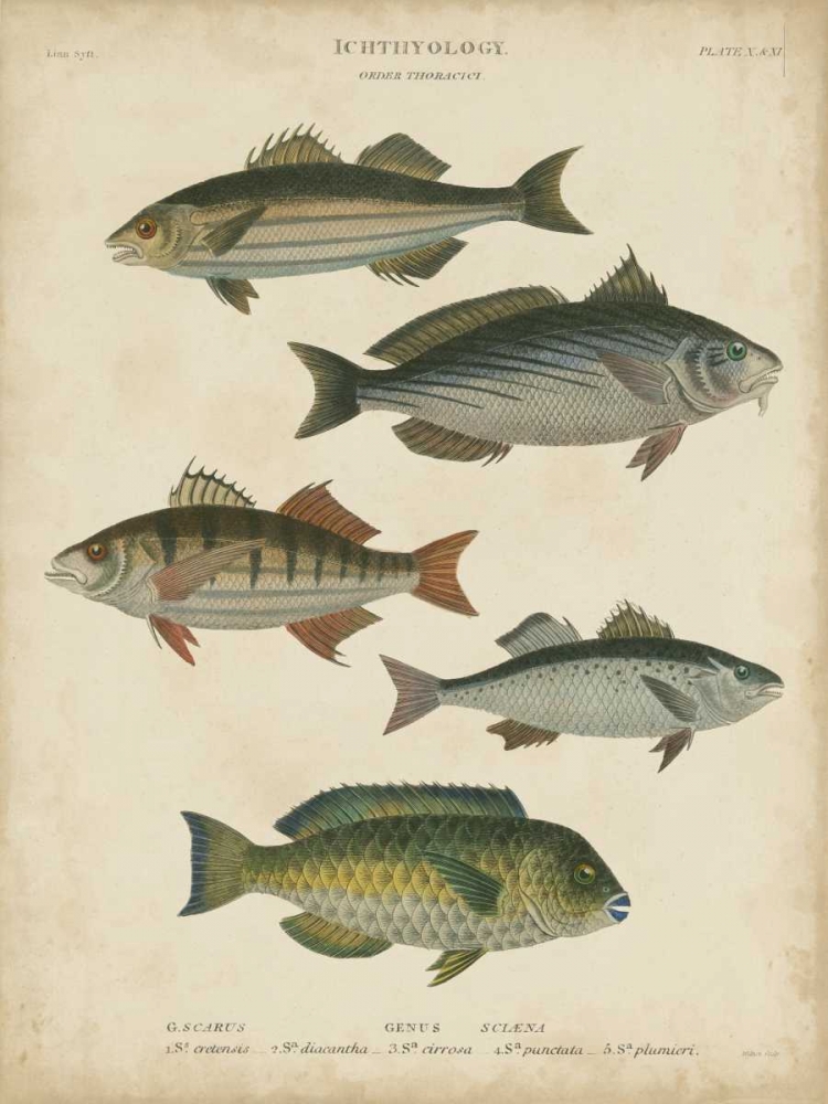 Non-Embellished Ichthyology III