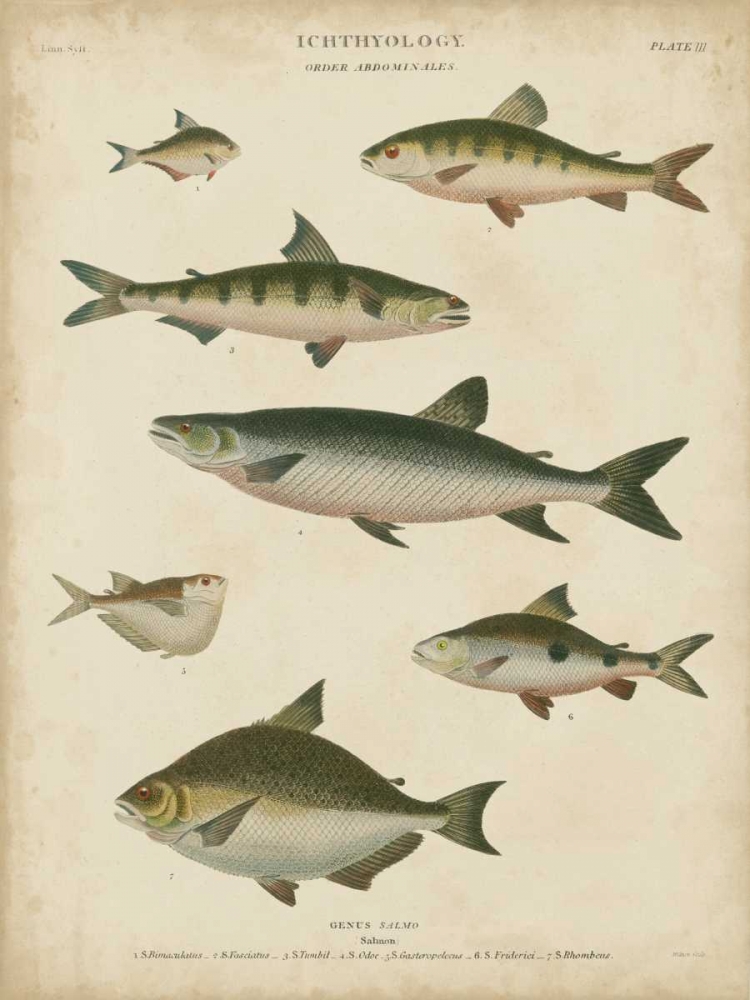 Non-Embellished Ichthyology IV