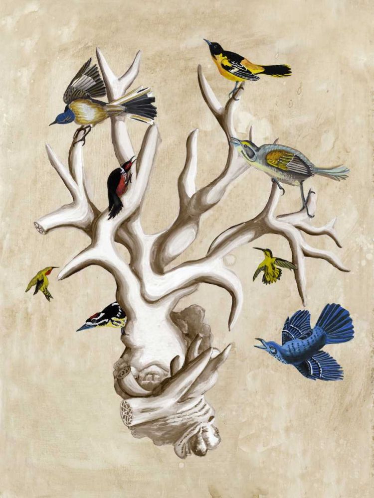 The Ornithologists Dream II
