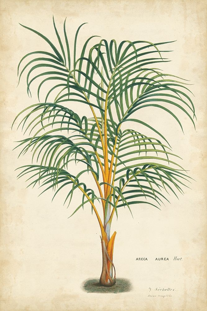 Palm of the Tropics III
