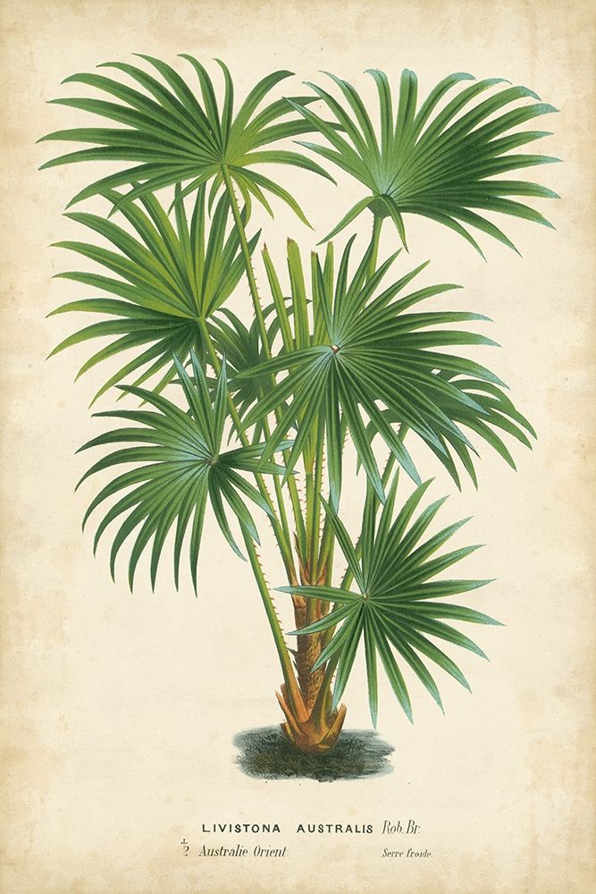 Palm of the Tropics IV