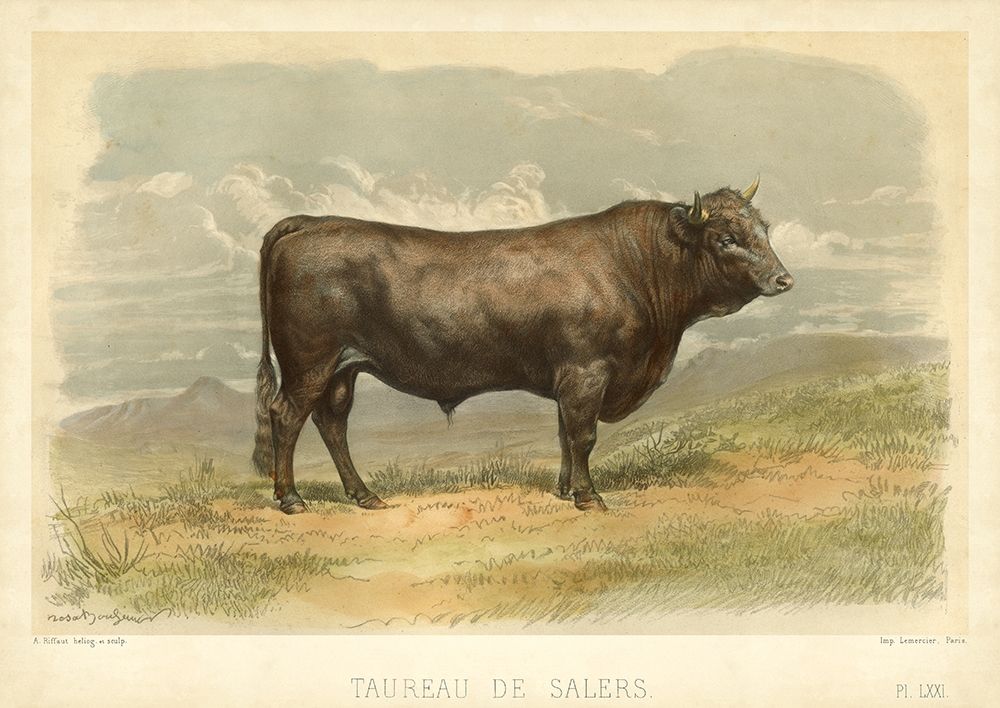 Taureau De Salers