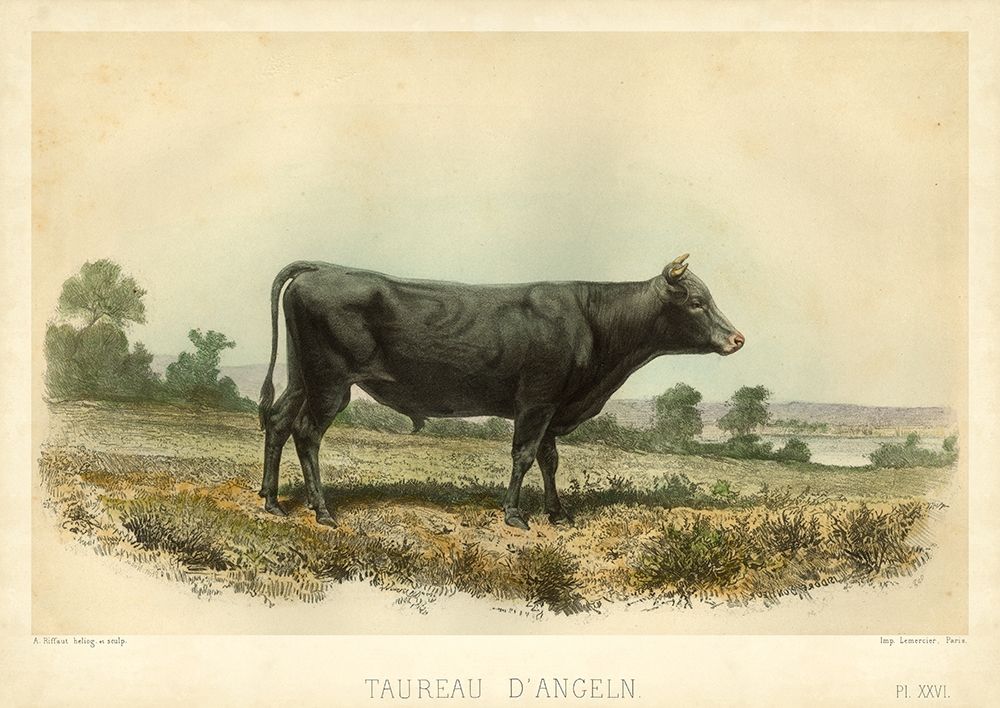 Taureau D Angeln