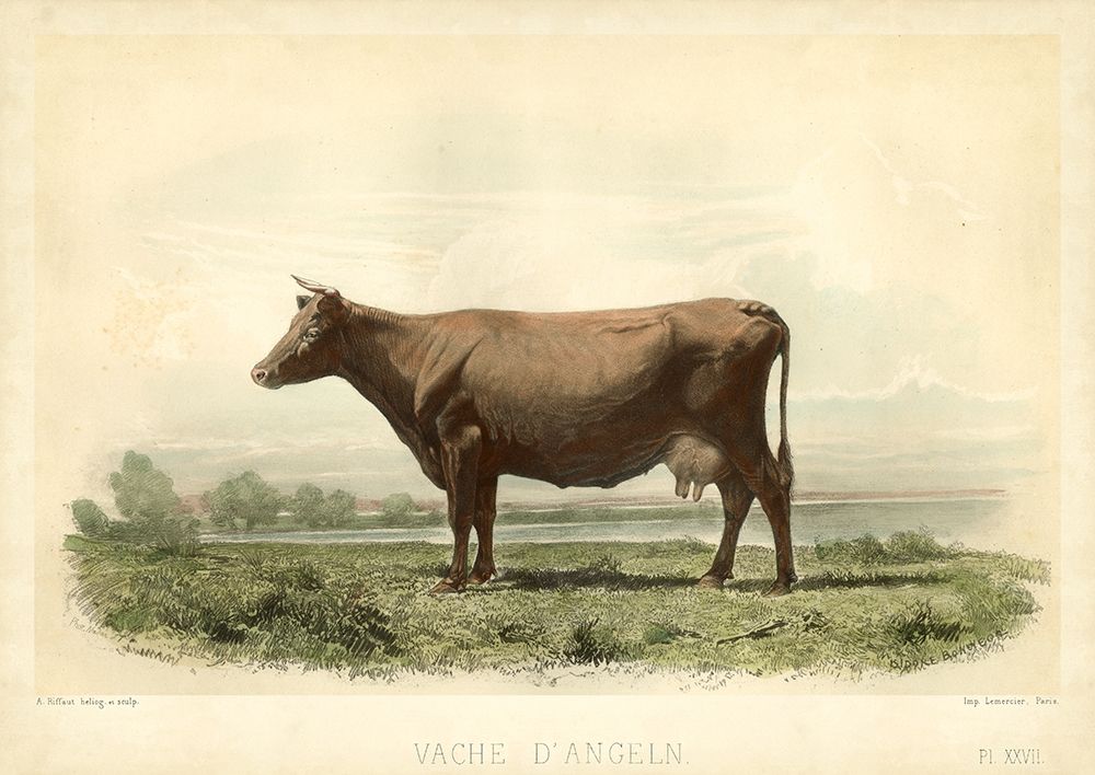 Vache D Angeln