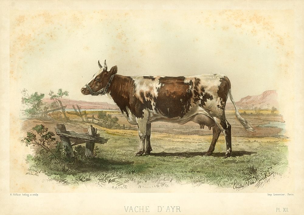 Vache D Ayr