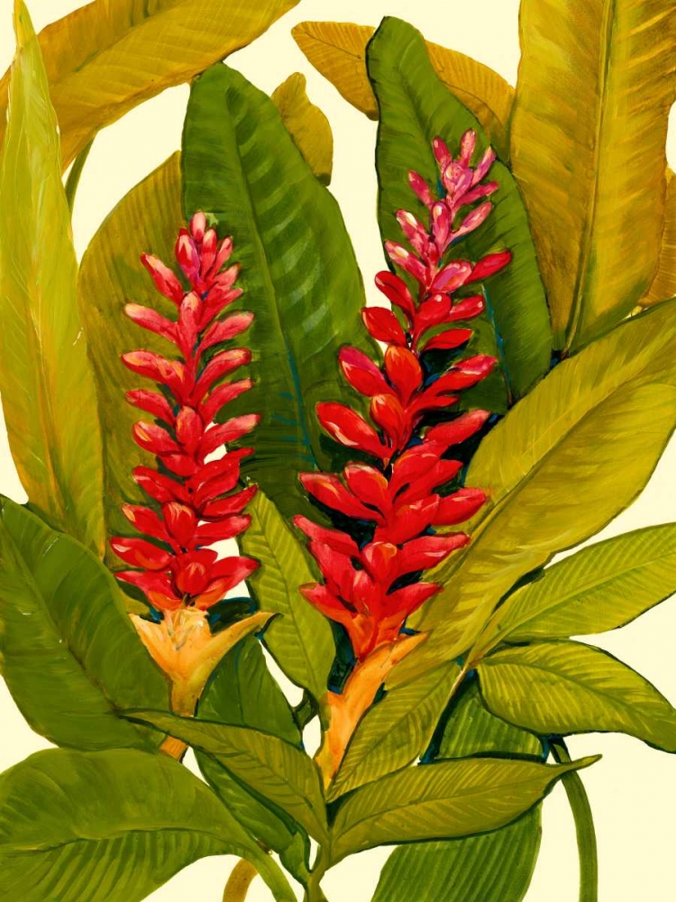 Tropical Red Ginger