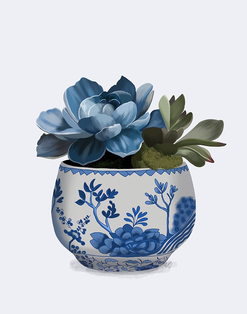Echeveria in Blue 1