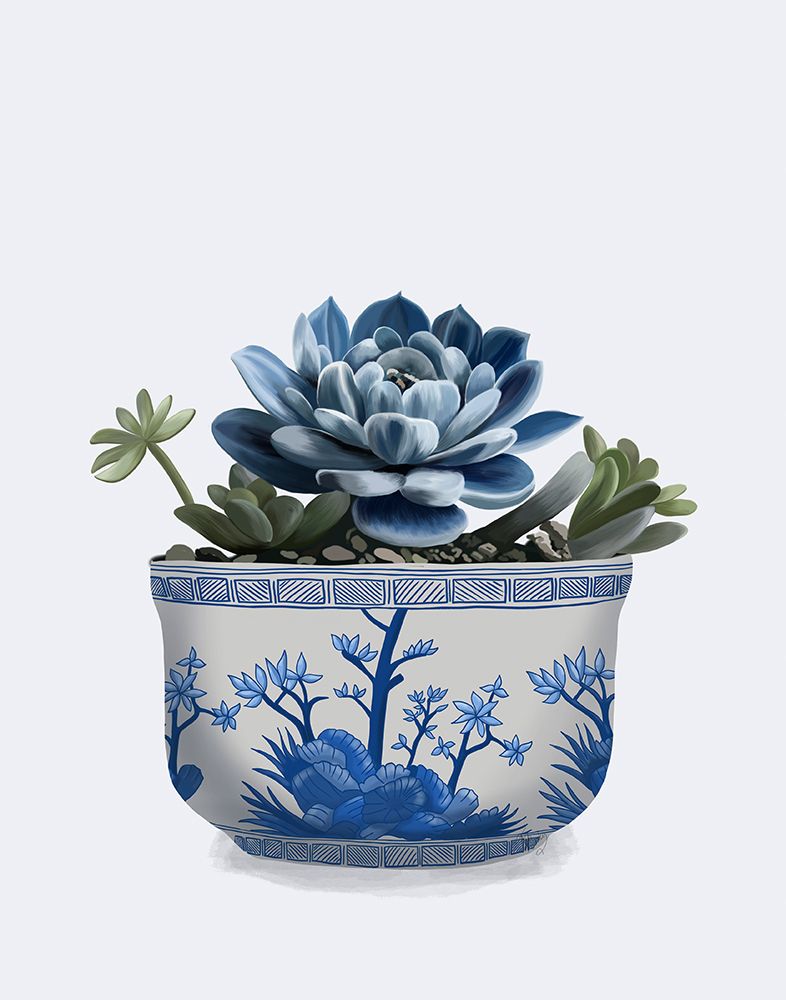 Echeveria in Blue 2