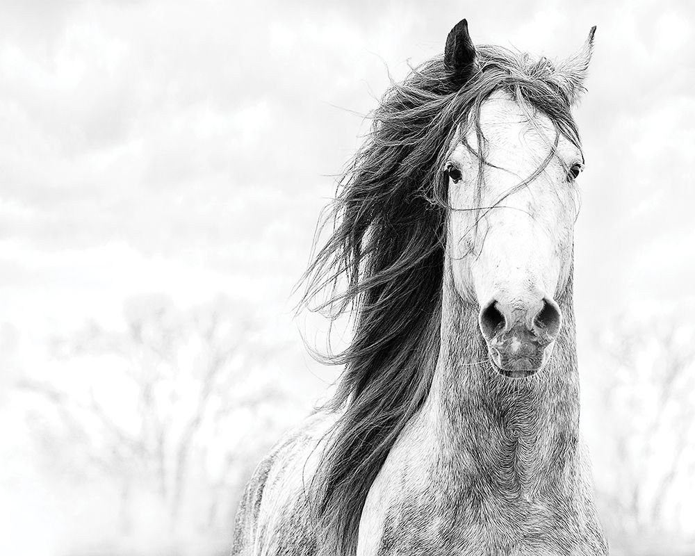 Spirit