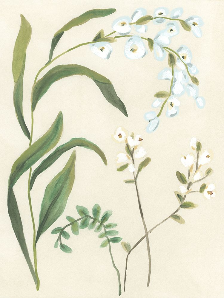 Snowdrop Stems I
