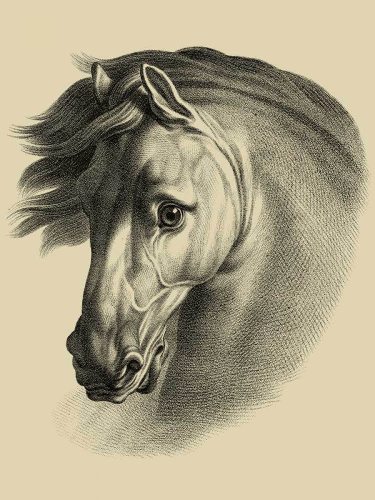 Equestrian Portrait I