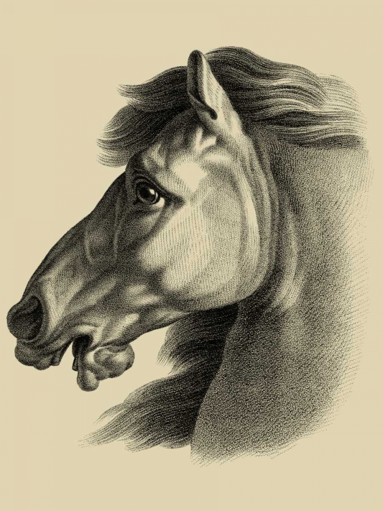 Equestrian Portrait III
