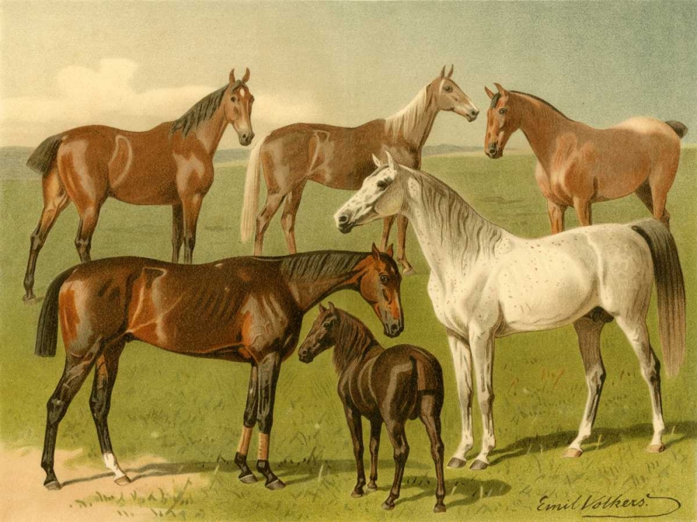 Horse Breeds I