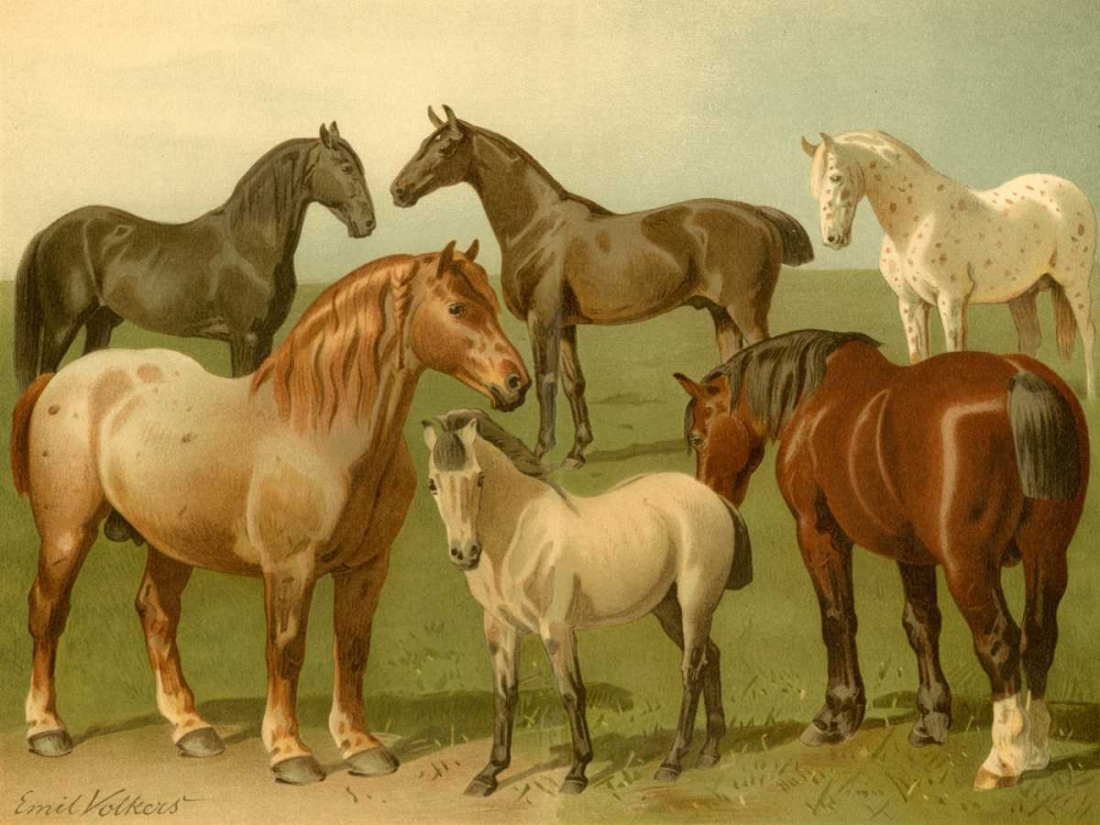 Horse Breeds II