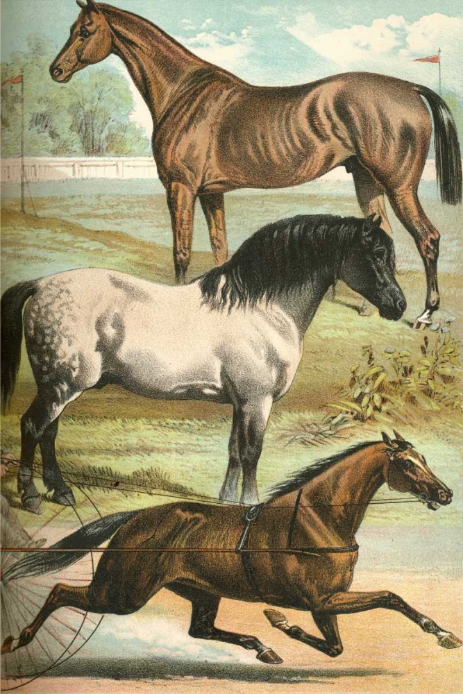 Johnsons Horse Breeds I