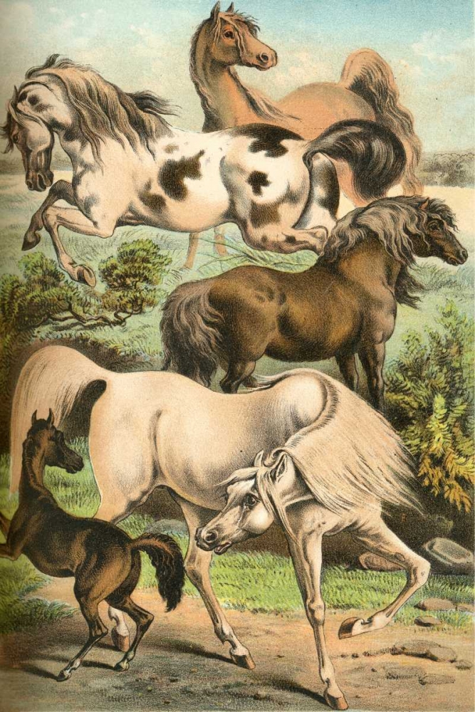 Johnsons Horse Breeds II
