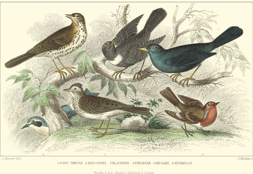 Skylark, Songthrush and Redbreast