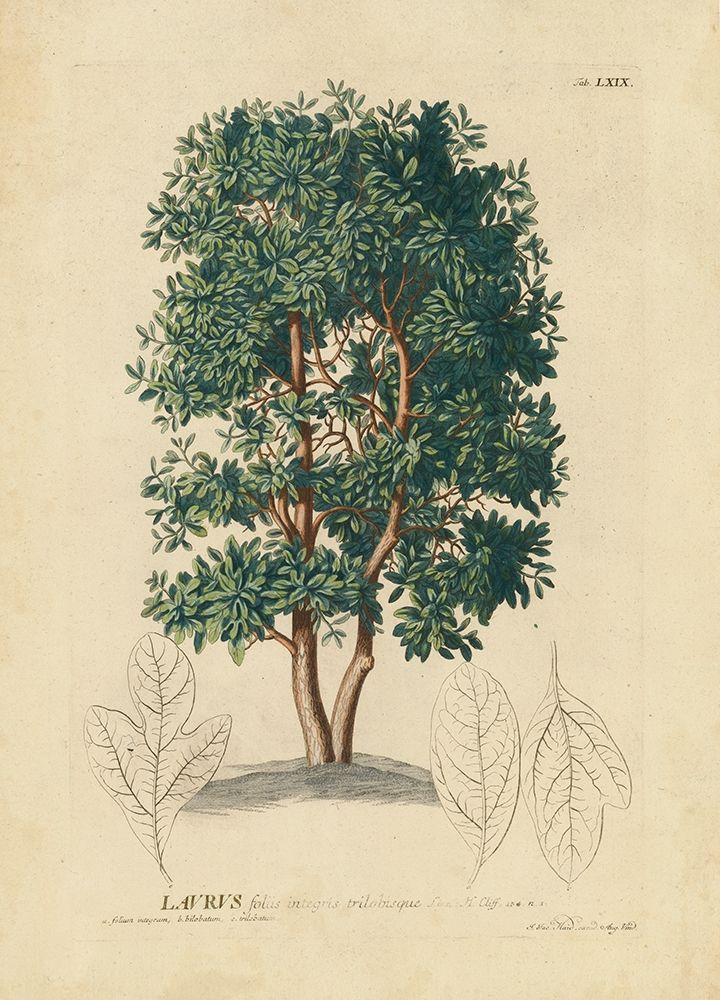 non-embellished Laurel Tree