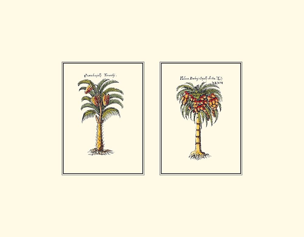 Miniature Palm II