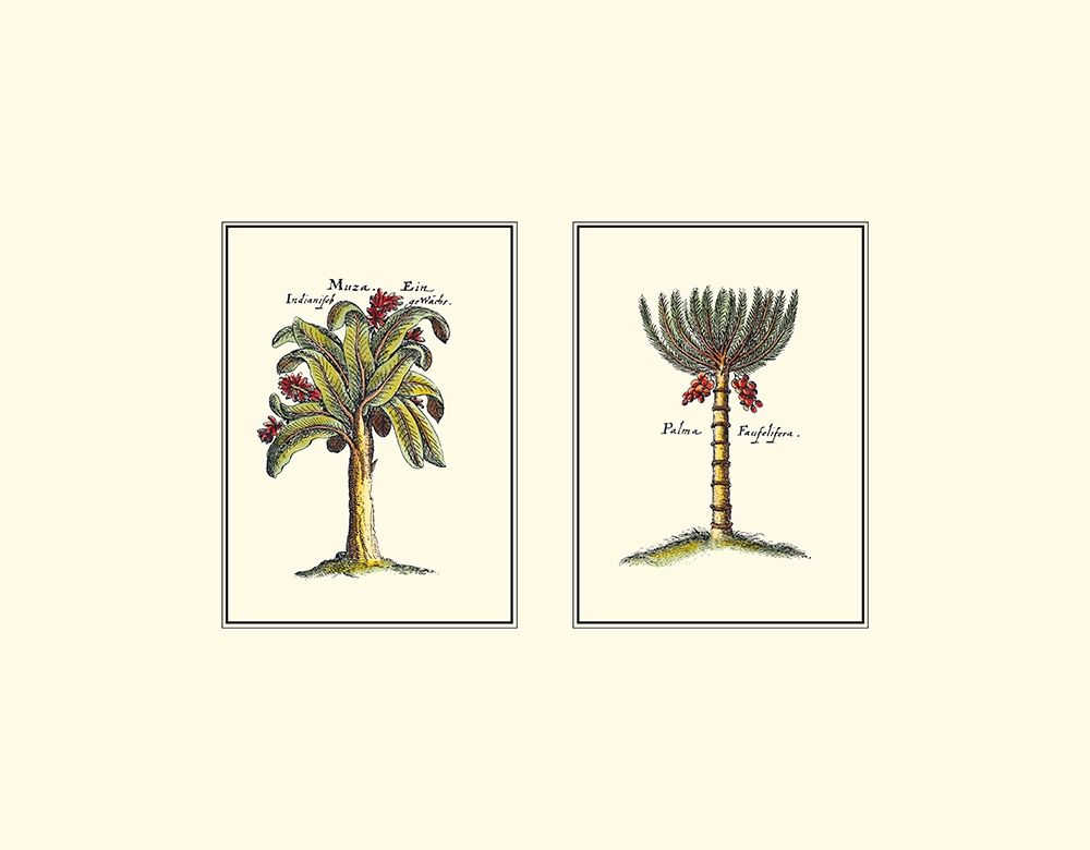 Miniature Palm III