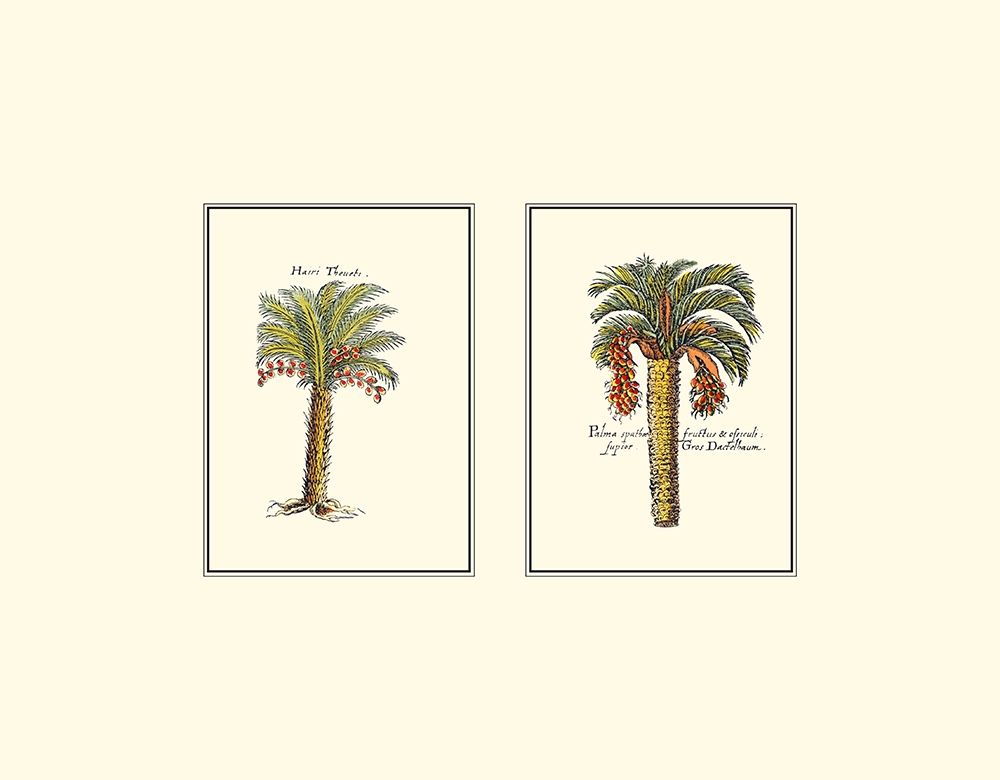 Miniature Palm IV