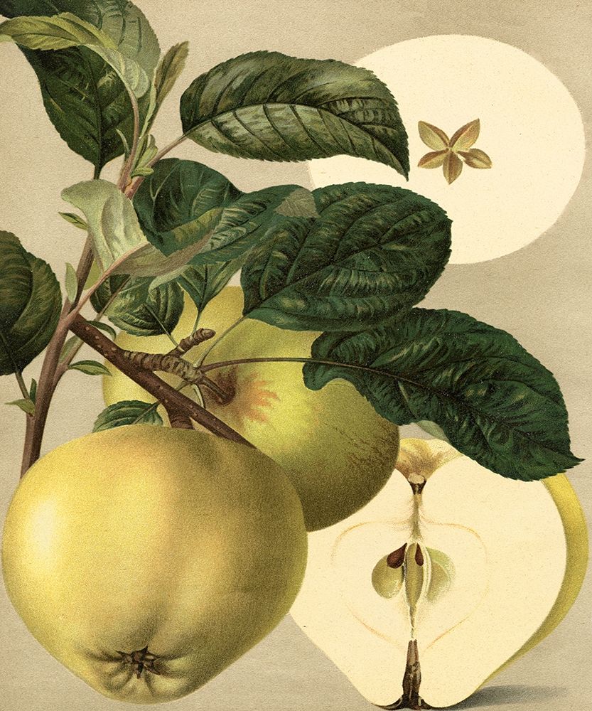 Apple Harvest I