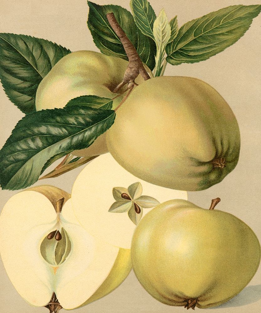 Apple Harvest II