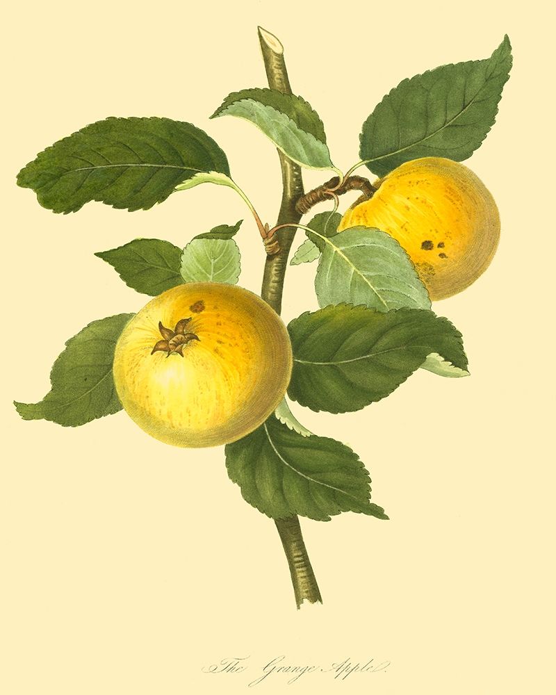 The Grange Apple