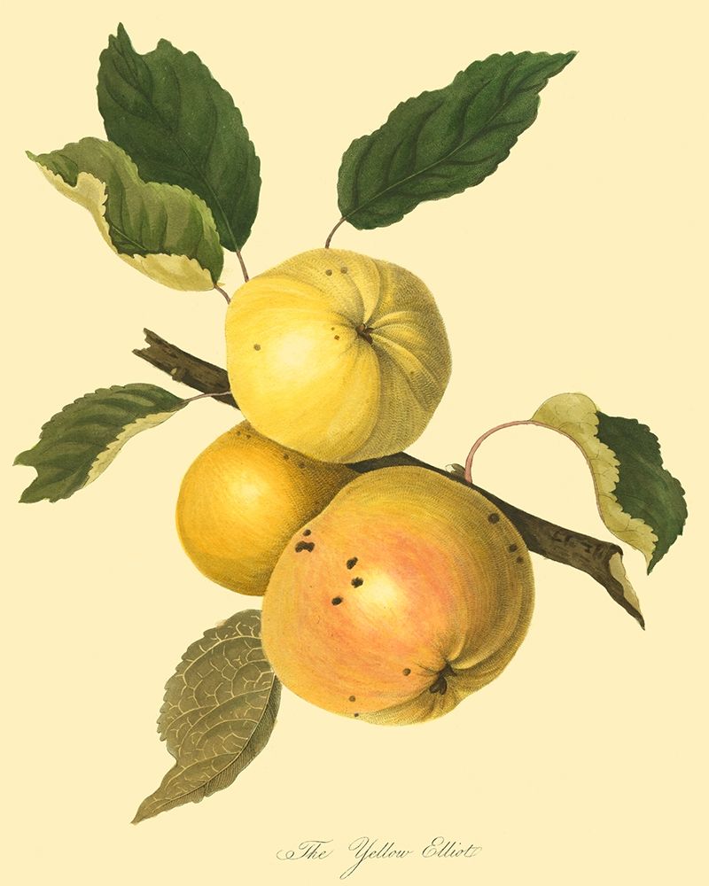 The Yellow Elliot