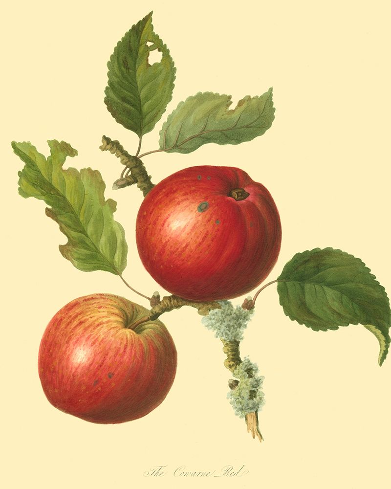 The Cowarne Red