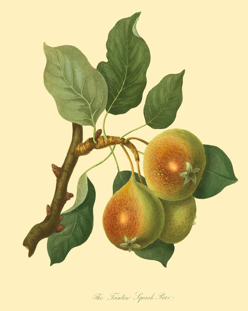 The Teinton Squash Pear