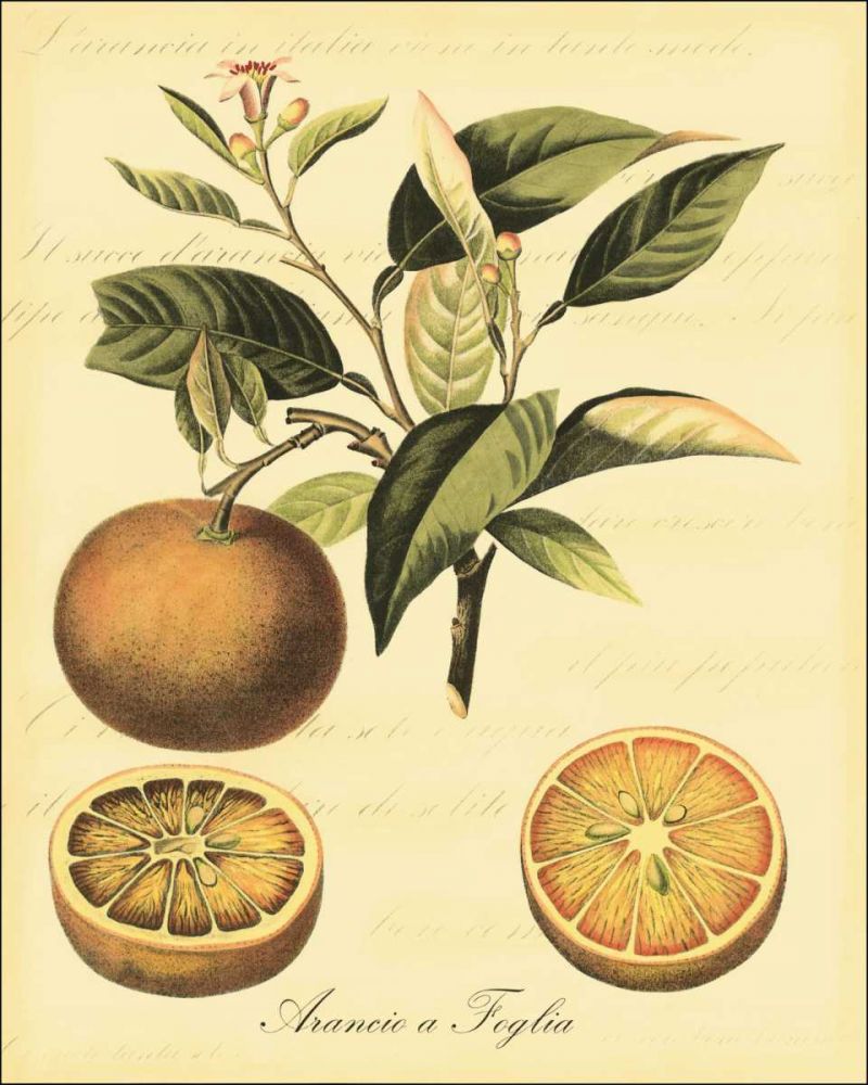 Petite Tuscan Fruits III