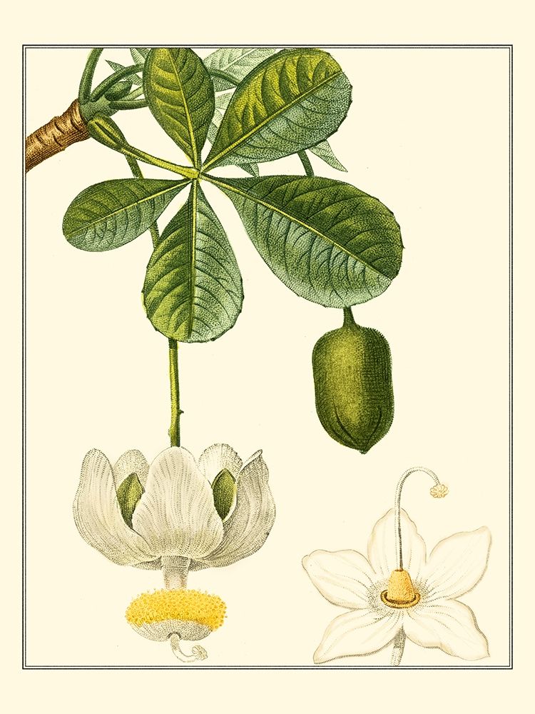 Turpin Tropicals II