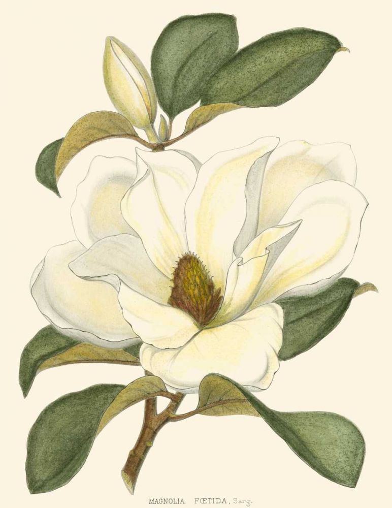 Magnolia