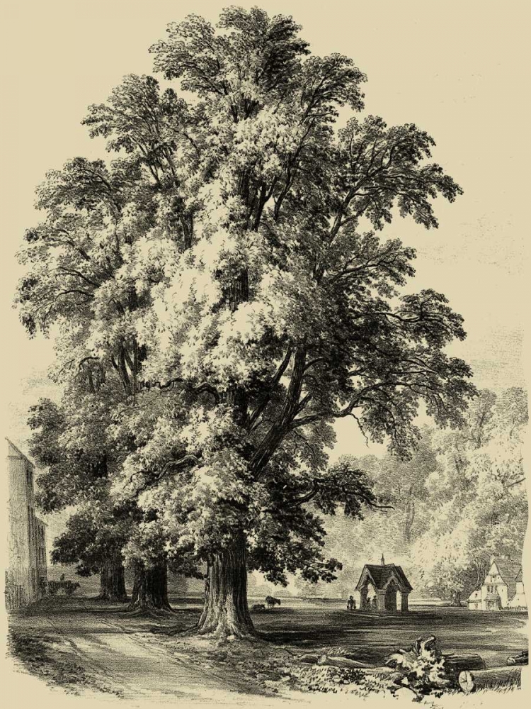 The Elm Tree