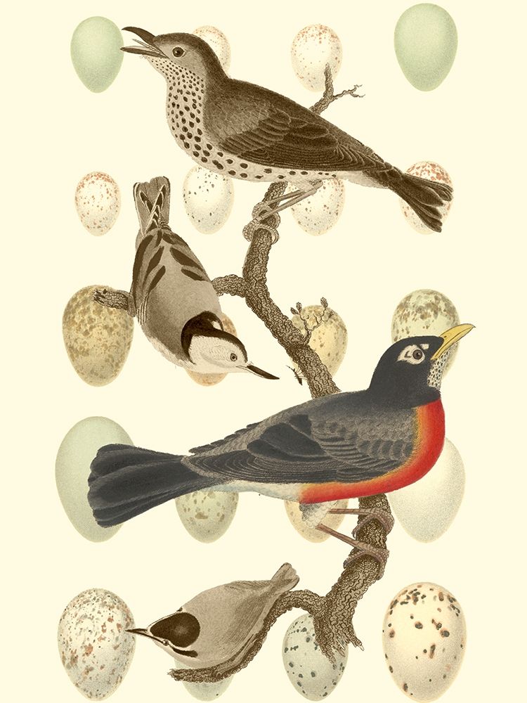British Birds and Eggs III
