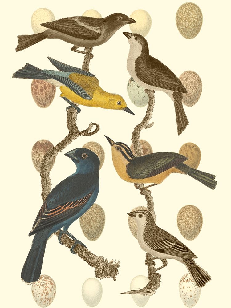 British Birds and Eggs IV