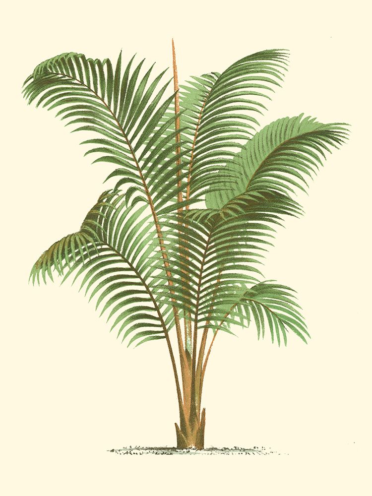 Coastal Palm II