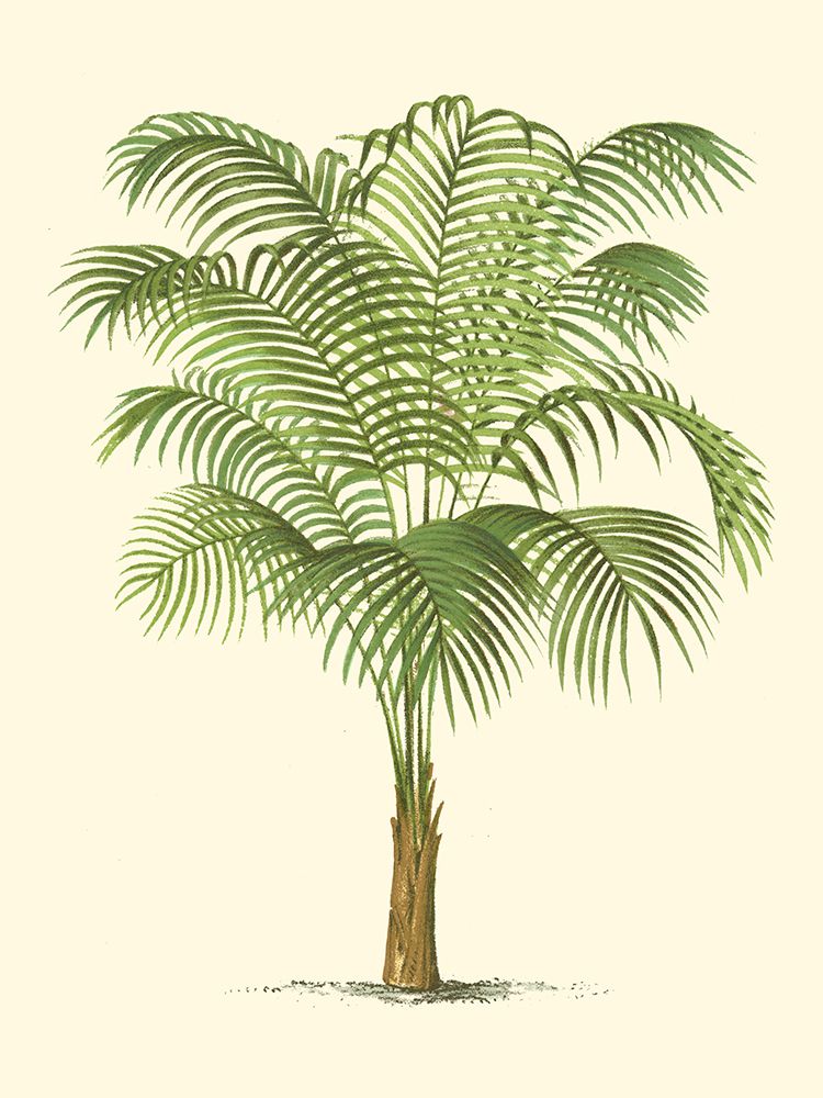Coastal Palm III