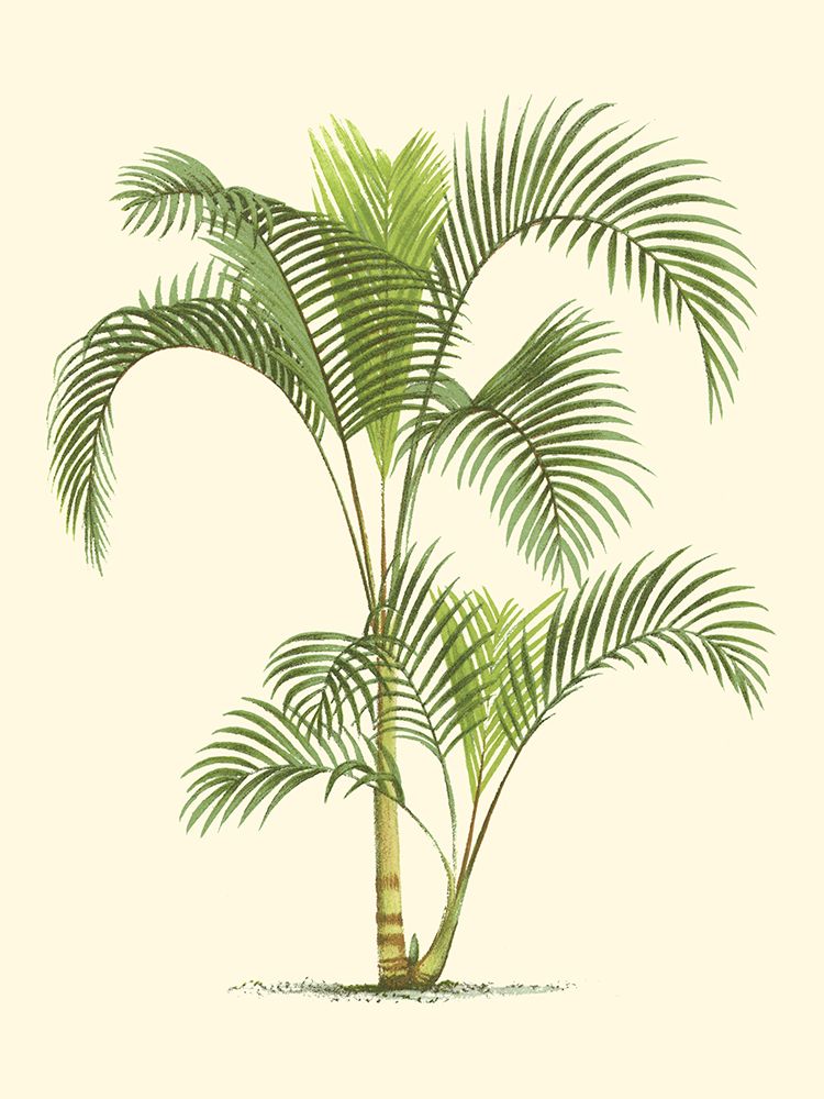 Coastal Palm IV