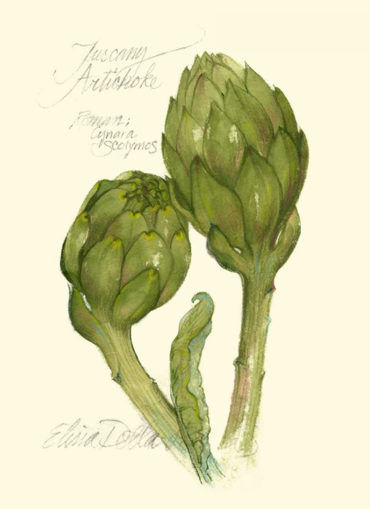 Tuscany Artichoke