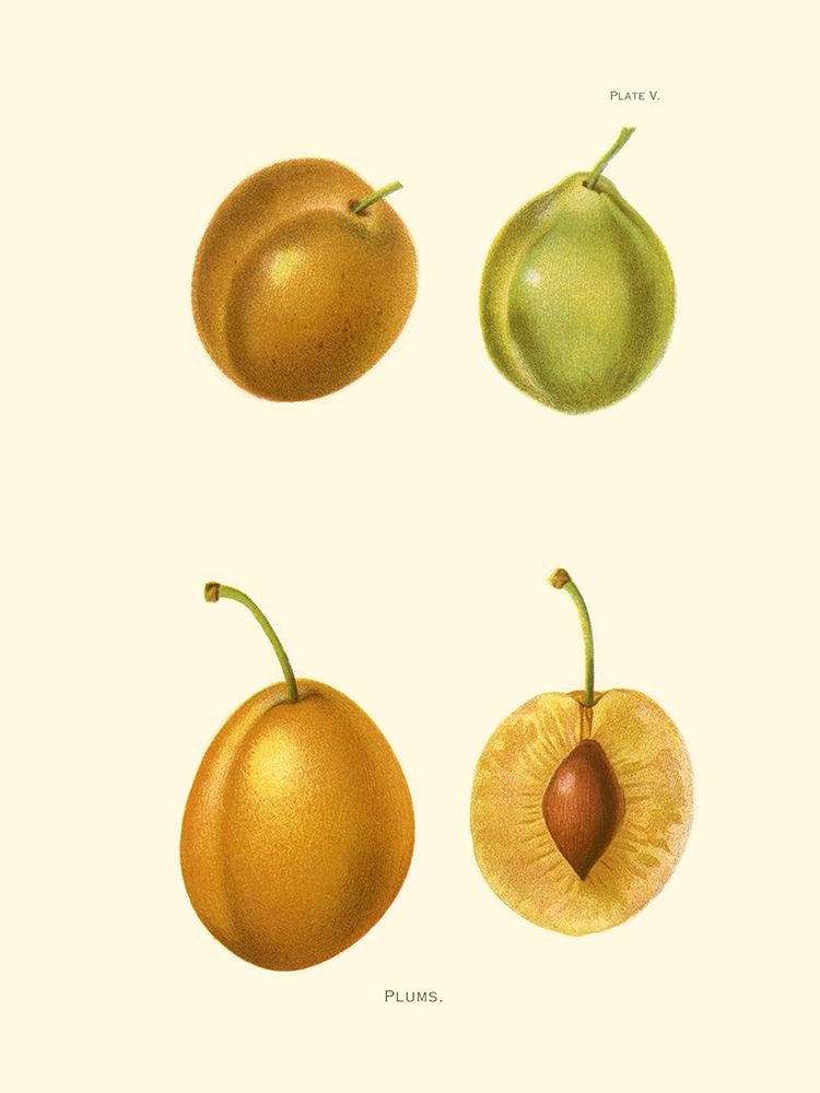 Plums I